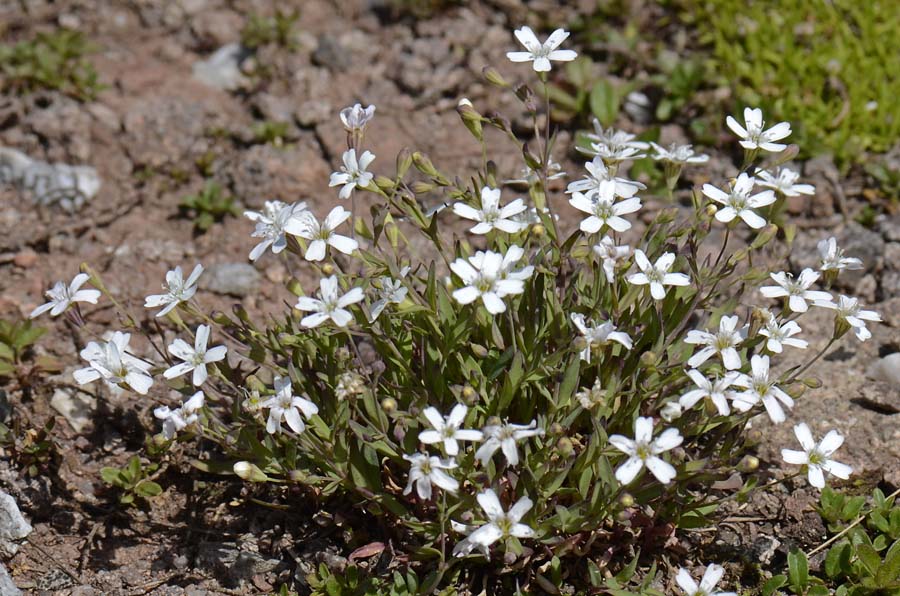 Atocion rupestre (=Silene rupestris) / Silene delle rupi